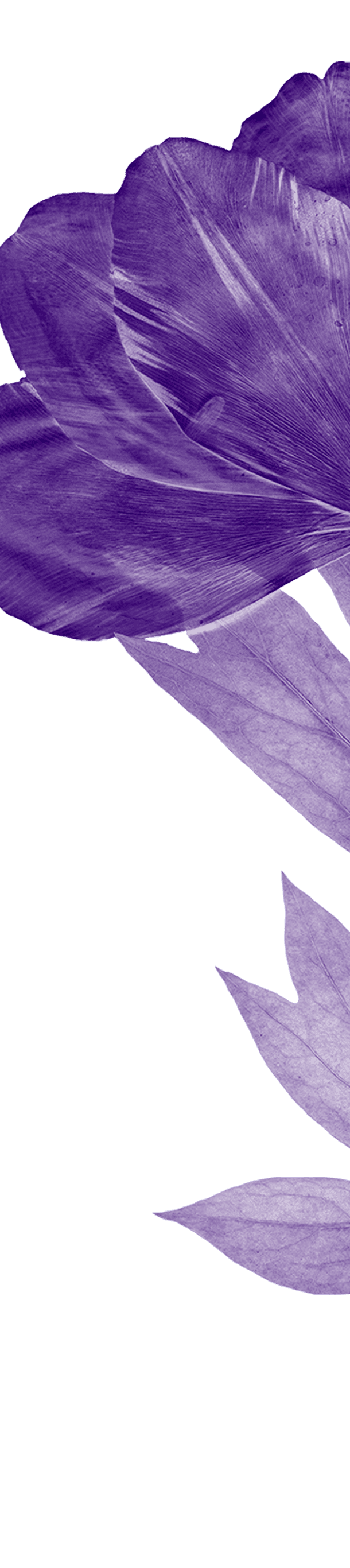 Big purple flower