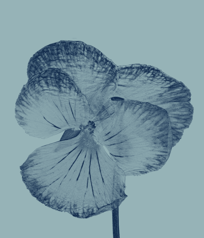 Big blue flower