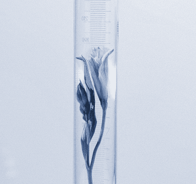 Flower inside a test tube