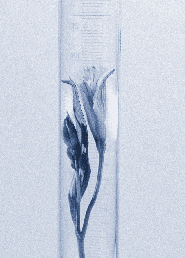 Flower inside a test tube
