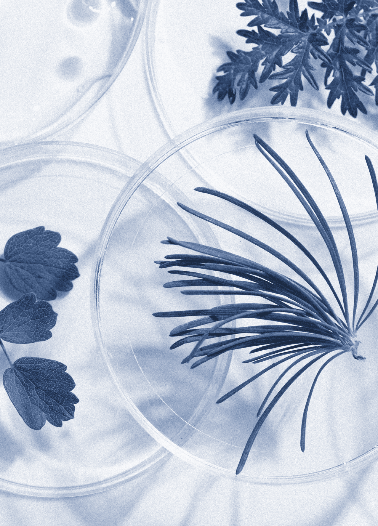 Plants in laboratory glass jars
