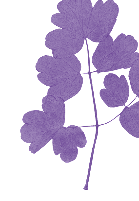 Big purple flower