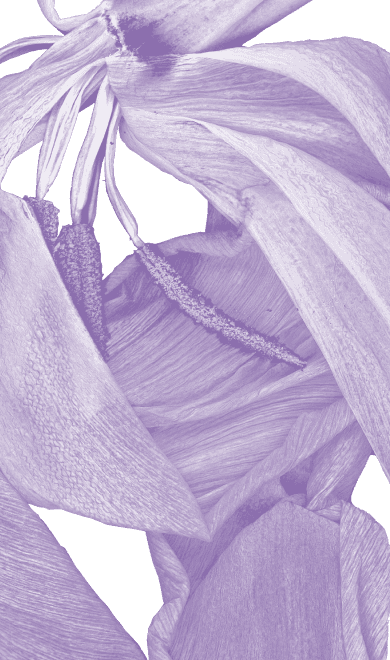 Big purple flowers