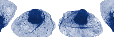 Big blue flowers