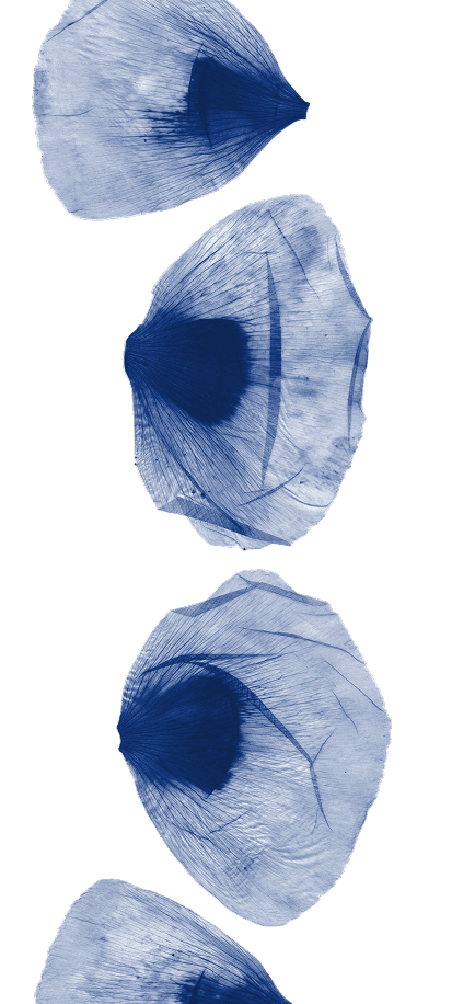 Big blue flowers