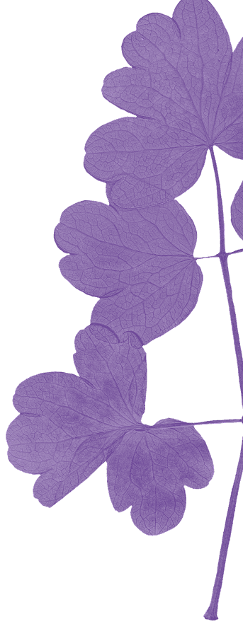 Big purple flower